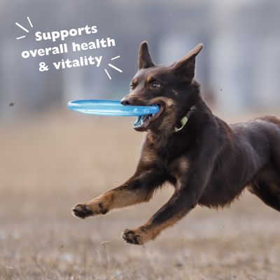 Image showing  Large Breed Adult Chicken Formula Dry Dog Food, 30 lb. Bag