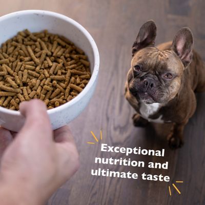 Image showing  Small Breed Adult Chicken, Oatmeal, and Yams Recipe Dry Dog Food