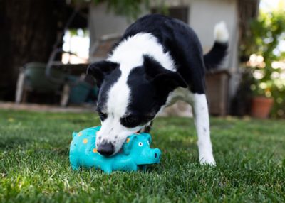 Image showing  Globlets Dog Toy Assorted, 4 in.