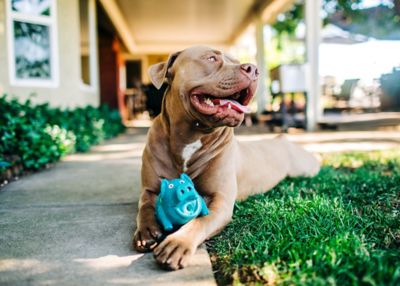 Image showing  Globlets Dog Toy Assorted, 4 in.