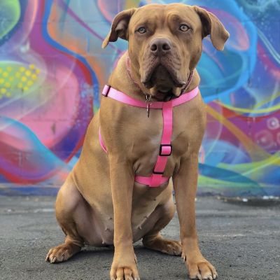 Image showing  Adjustable Dog Harness