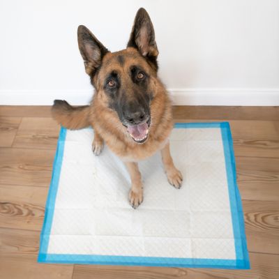 Image showing  Wee-Wee Superior Performance X-Large Dog Pee Pads, 21 ct., X-Large 28 x 34 in.
