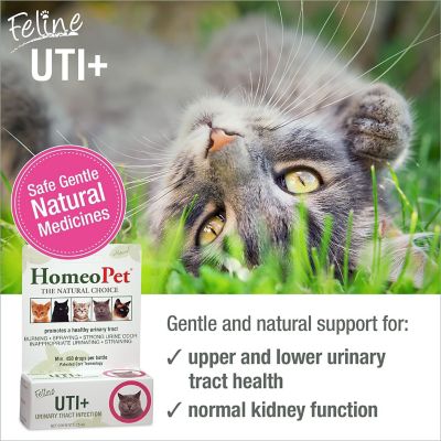 Image showing  UTI Plus Urinary Tract Infection Prevention Drops for Cats, 15 mL