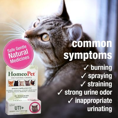Image showing  UTI Plus Urinary Tract Infection Prevention Drops for Cats, 15 mL