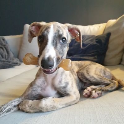 Image showing  Flexible Puppybone Wolf