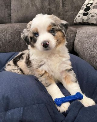 Image showing  Dental Chew, Moderate, Chicken, Petite