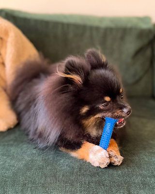 Image showing 5 th Nylabone Dental Chew, Moderate, Chicken, Petite