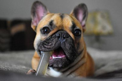 Image showing  Dental Moderate, Chicken Flavor, Medium