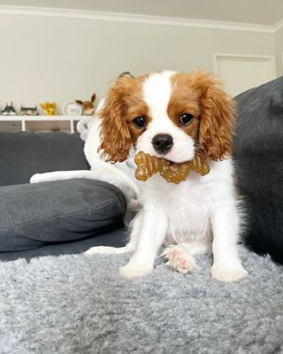 Image showing  Puppy Chew Ring Bone Chicken Flavor, Petite