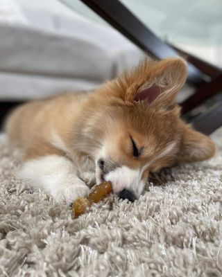 Image showing  Puppy Chew Ring Bone Chicken Flavor, Large