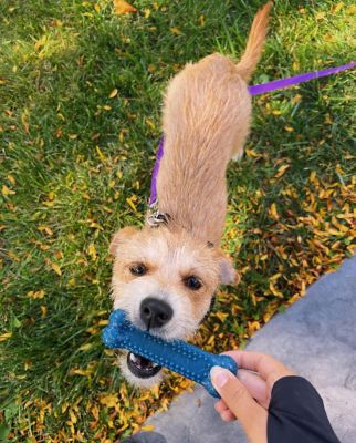 Image showing  Flexi Chew Variety Pack Dog Chew Toy