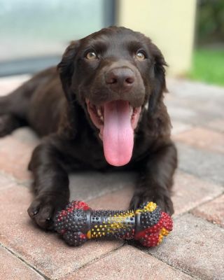 Image showing  Rubber Flavor Frenzy Bacon Cheeseburger Dog Chew Toy, Medium