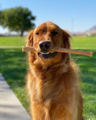 Image showing  12 in. Bully Stick 2 pk