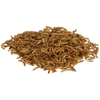 Image showing  Reptile Munchies Mealworms, 0.5 oz.