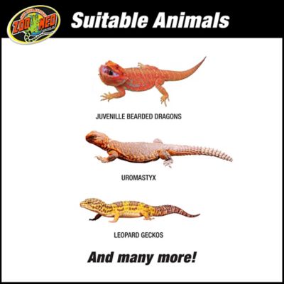 Image showing 5 th Zoo Med ReptiHabitat Terrarium Kit, Bearded Dragon 20 gal.