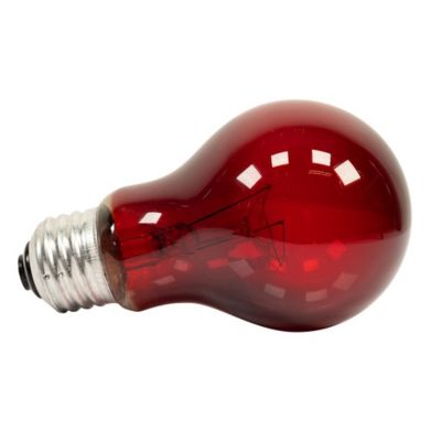 Image showing  Nightlight Red Reptile Bulb, 100W