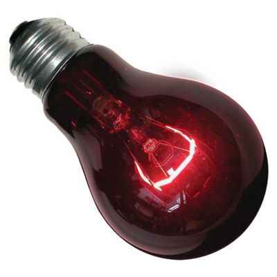 Image showing  Nightlight Red Reptile Bulb, 60W