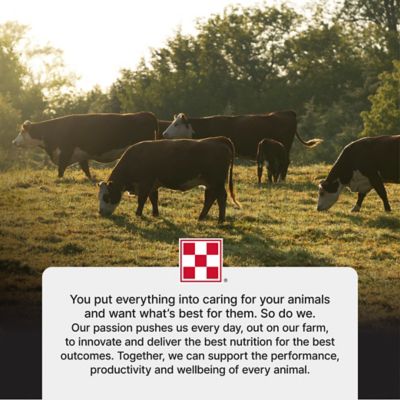 Image showing 9 th Purina Precon Complete Cattle Starter Calf Medicated DX Feed with RX3, 50 lb. Bag