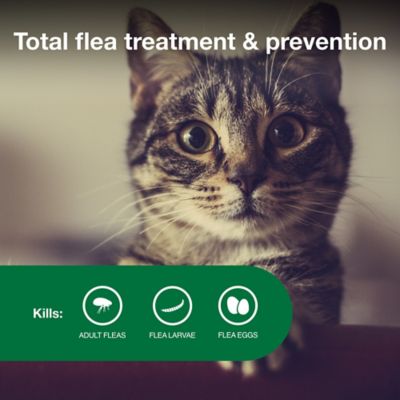 Image showing  II Topical Flea Prevention for Cats