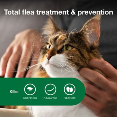 Image showing  II Topical Flea Prevention for Cats