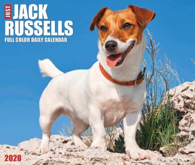 Willow Creek Press Jack Russells 2020 Box Calendar 8904 At