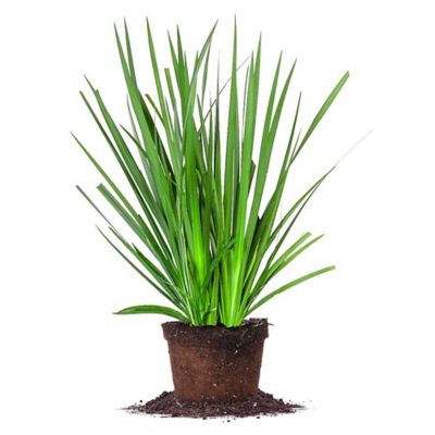 Perfect Plants White African Iris Shrub in 1 Gal. Grower's Pot