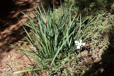 Image showing  White African Iris Shrub in 1 Gal. Grower's Pot