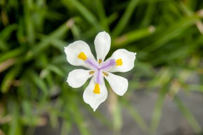 Image showing  White African Iris Shrub in 1 Gal. Grower's Pot