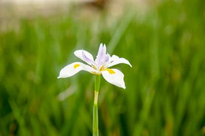 Image showing  White African Iris Shrub in 1 Gal. Grower's Pot