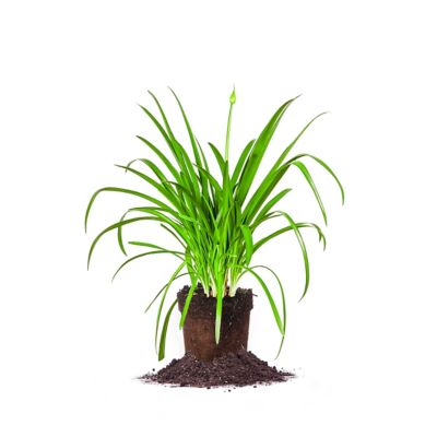 Perfect Plants Blue Agapanthus Shrub in 1 Gal. Grower's Pot