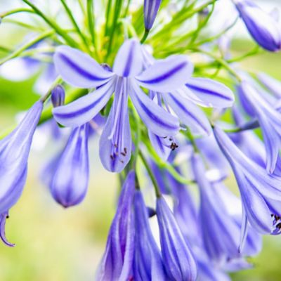 Image showing  1 gal. Potted Blue Agapanthus Shrub