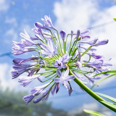 Image showing  1 gal. Potted Blue Agapanthus Shrub