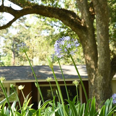 Image showing  1 gal. Potted Blue Agapanthus Shrub