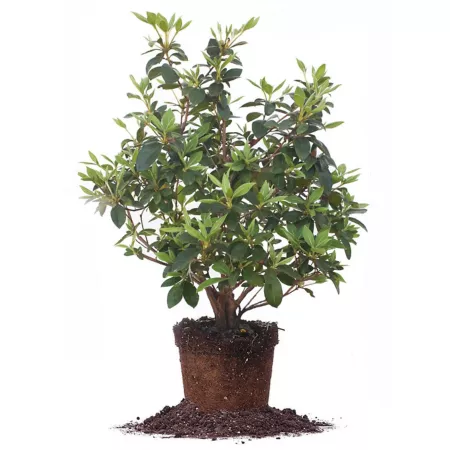 Perfect Plants Formosa Azalea Shrub in 3 gal Grower's Pot Bushes