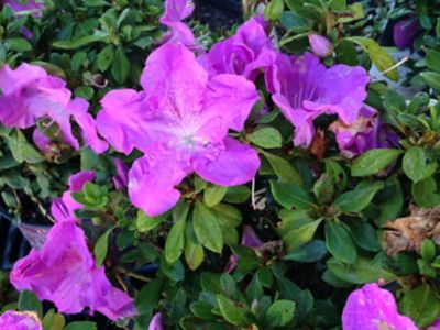 Image showing  Formosa Azalea Shrub in 3 gal. Grower's Pot