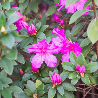 Image showing  Formosa Azalea Shrub in 3 gal. Grower's Pot