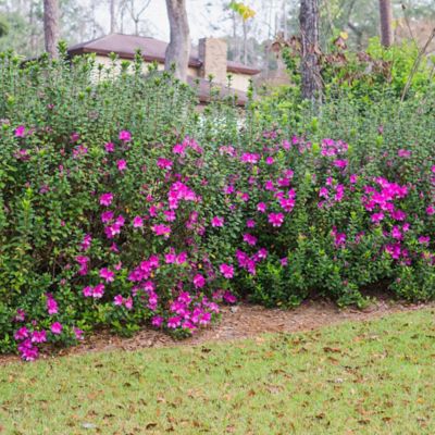 Image showing  Formosa Azalea Shrub in 3 gal. Grower's Pot
