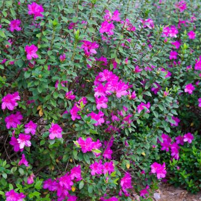 Image showing 5 th Perfect Plants Formosa Azalea Shrub in 3 gal. Grower's Pot