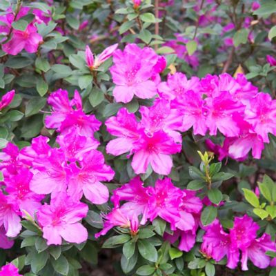 Image showing 6 th Perfect Plants Formosa Azalea Shrub in 3 gal. Grower's Pot
