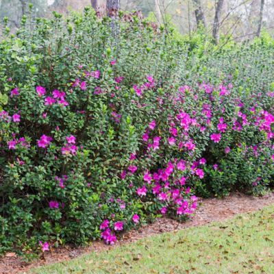 Image showing 7 th Perfect Plants Formosa Azalea Shrub in 3 gal. Grower's Pot