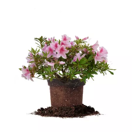 Perfect Plants George Tabor Azalea Shrub in 3 Gallons Grower's Pot Bushes