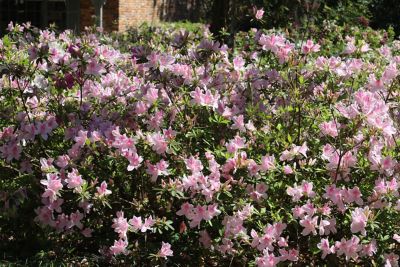 Image showing  George Tabor Azalea Shrub in 3 gal. Grower's Pot