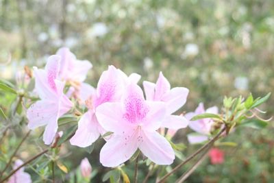 Image showing  George Tabor Azalea Shrub in 3 gal. Grower's Pot