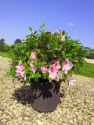 Image showing  George Tabor Azalea Shrub in 3 gal. Grower's Pot