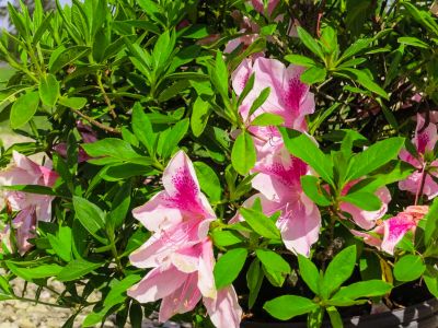 Image showing  George Tabor Azalea Shrub in 3 gal. Grower's Pot