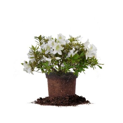 Perfect Plants GG Gerbing Azalea Shrub in 3 Gal. Grower's Pot