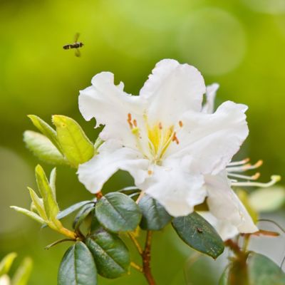 Image showing 5 th Perfect Plants GG Gerbing Azalea Shrub in 3 gal. Grower's Pot