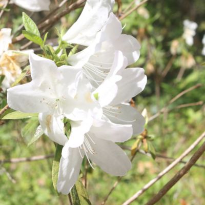 Image showing 6 th Perfect Plants GG Gerbing Azalea Shrub in 3 gal. Grower's Pot