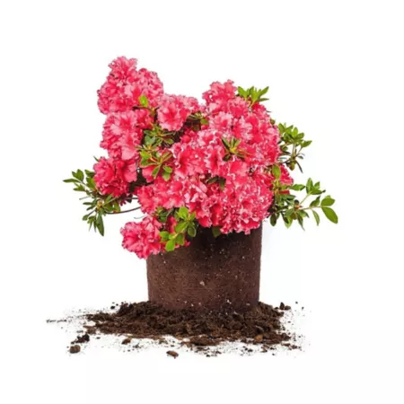 Perfect Plants Red Ruffled Azalea Shrub in 3 gal Grower's Pot Ground Cover Plants