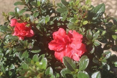 Image showing  Red Ruffle Azalea Shrub in 3 gal. Grower's Pot